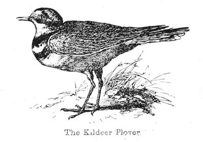 The Kildeer Plover by Walter Crane
